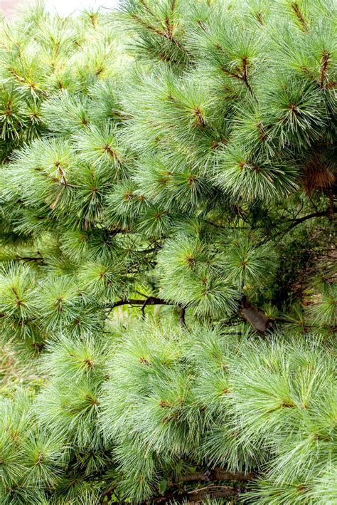 Learn The Pros And Cons Of Growing Eastern White Pine Trees Artofit