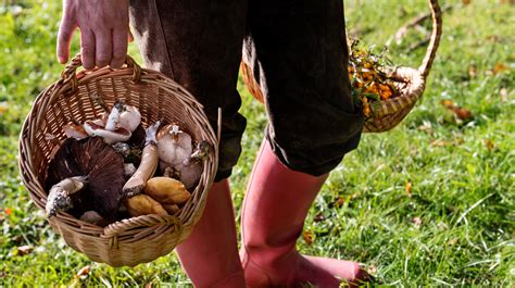 6 Places Where You Can Forage For Your Food | SURVIVALIST.COM | SELF ...