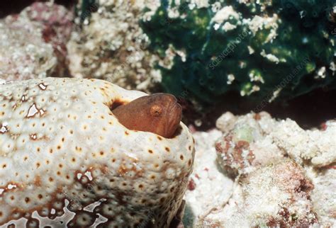Graceful Pearlfish Stock Image Z6050941 Science Photo Library
