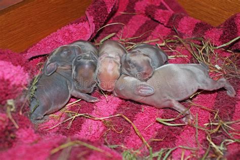 New Born Baby Bunny Rabbit Kit Mini Lop Cute Rabbits Stock Image