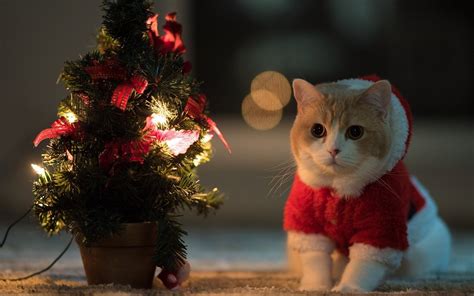 Cat Animals Christmas Tree Santa Costume Wallpapers Hd Desktop And