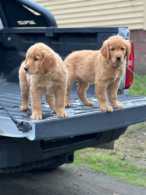 Golden Retriever Puppies For Sale Vermont Nek Backwoods Goldens