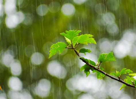 Bokeh Shot Of Rain Falling On A Tree Branch Pixahive