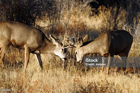 Fighting Mule Deer Stock Photo Download Image Now Animal Wildlife