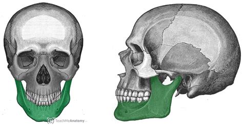 The Mandible Structure Attachments Fractures Teachmeanatomy