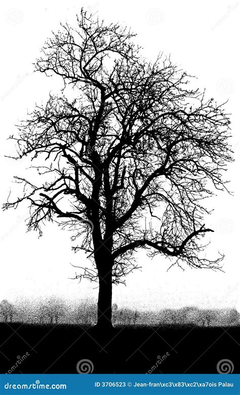 Black And White Tree Stock Image Image Of Background 3706523