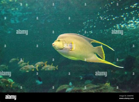 Blue Angelfish Holacanthus Bermudensis Hi Res Stock Photography And