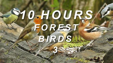 Forest Birds 3 Relaxing Nature Sounds 10 Hours Youtube
