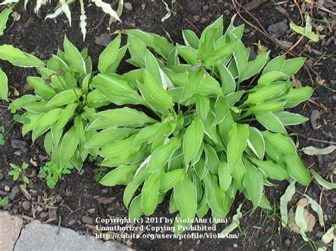 Photo Of The Entire Plant Of Hosta Lemon Frost Posted By Violaann