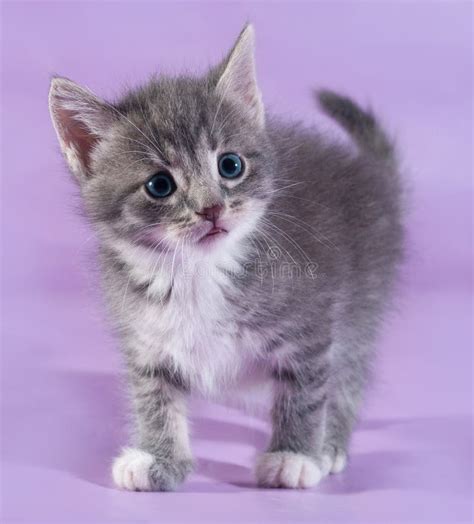Small Fluffy Tabby Kitten Standing On Purple Stock Image Image Of