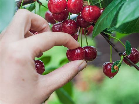 Cherry Picking Regulations Henry Kotula