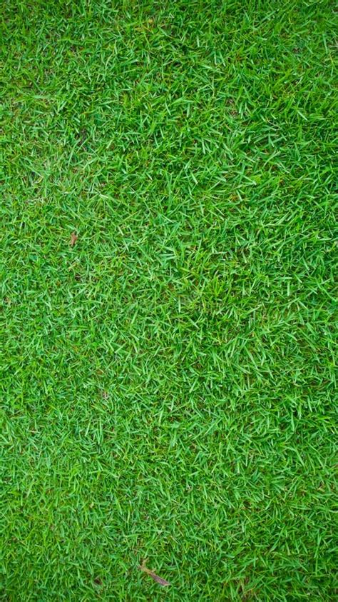 Green Grass Lawn Background And Texture For Wallpaper And Presentation Stock Image Image Of