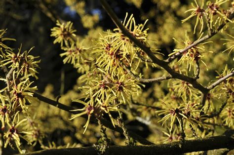 Plant Profile Witch Hazels The English Garden