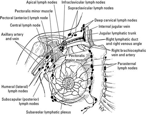 Scapular Lymph Nodes