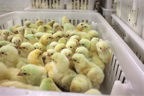 7 Best Chicken Hatcheries In Idaho 2023 Review And Guides