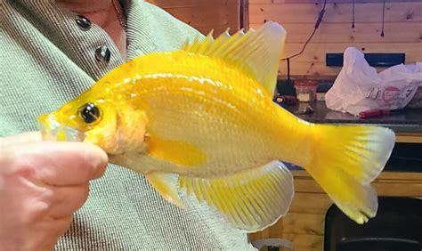 Rare Golden Crappie Caught On Minnesota Lake 5 Eyewitness News