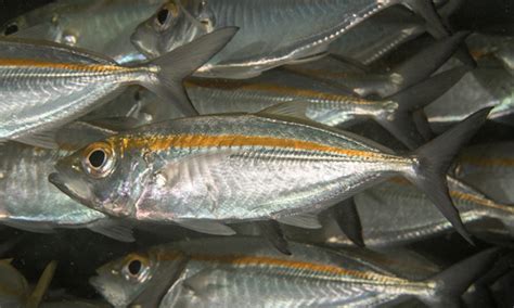 Cyprinus carpio sistem ternakan : 10 Lagi Ikan Nama Pelik - Umpan