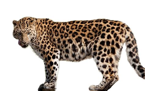 Amur leopard Felidae Amur River Cheetah African leopard - leopard png download - 2560*1600 ...
