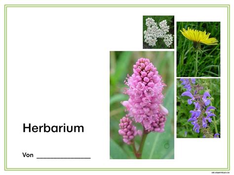 Herbarium inhaltsverzeichnis übersicht materialien grundschule. Herbarium - Deckblatt Vorschläge | Materialien Grundschule ...