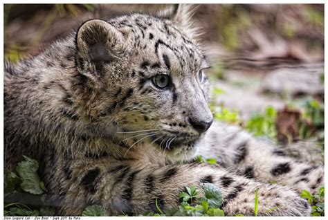 Snow Leopard Cub 5 By Reto On Deviantart