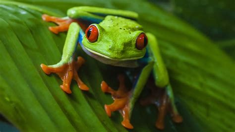 Download Frog Animal Red Eyed Tree Frog Hd Wallpaper