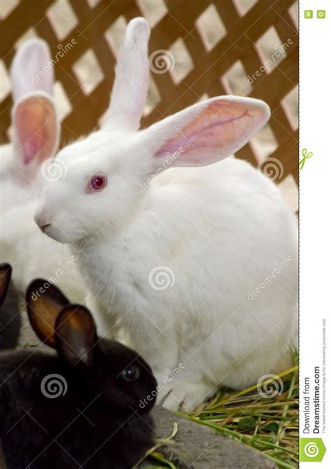 Bunnies Stock Image Image Of Ears Nature Bunnies Herbivore 16884521