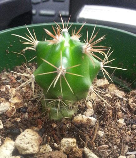 Only the young plant is eaten; Questions Archives - Page 4 of 20 - Cactus Jungle