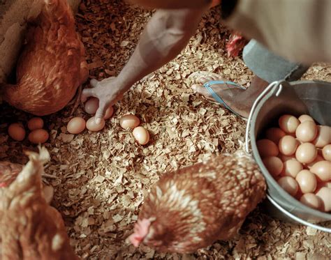 Poultry Farming Everything You Should Know On How To Start A Layer