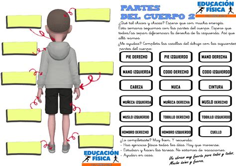 Partes Del Cuerpo 2 1º Blog De Educación Física Alexis Hernández