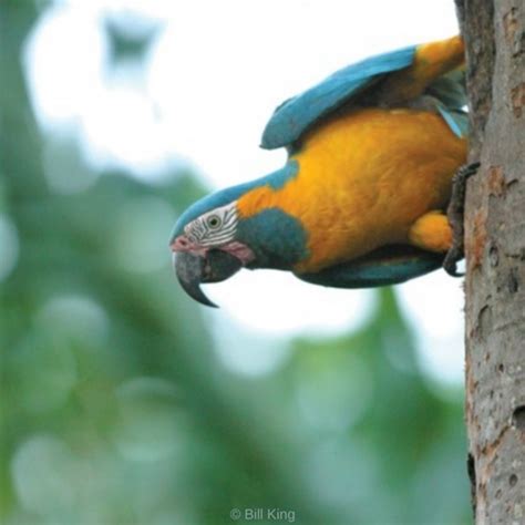 Macaw Parrot Resources World Parrot Trust Wp