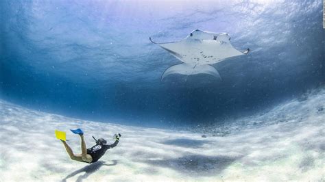 See The Worlds Largest Known Manta Ray Population Cnn Video
