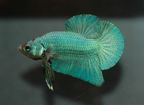 8 Fascinating Facts About Siamese Fighting Fish Betta Fish Pethelpful