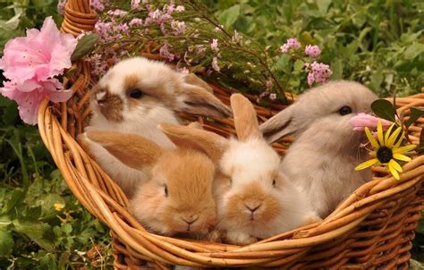Pin By Christy Chess On Cute Critters Cute Baby Bunnies Baby Animals