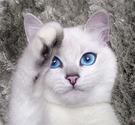 10 Cats With The Most Beautiful Eyes In The World