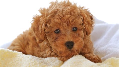 Brown Fluffy Puppy On A Blanket Wallpaper Animal Wallpapers 52599