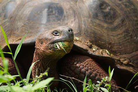 Turtle Eating Grass In The Galapagos Entouriste