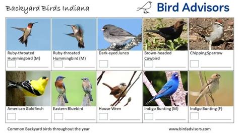Top 32 Backyard Birds In Indiana Free Id Chart