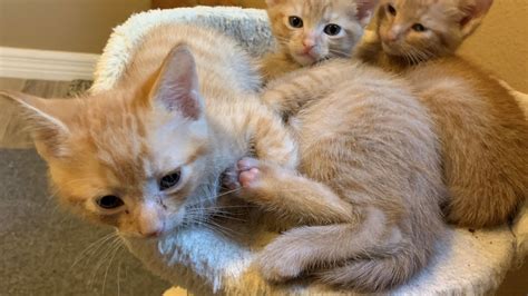 Fostering 2 Mama Cats And Their Kittens Youtube