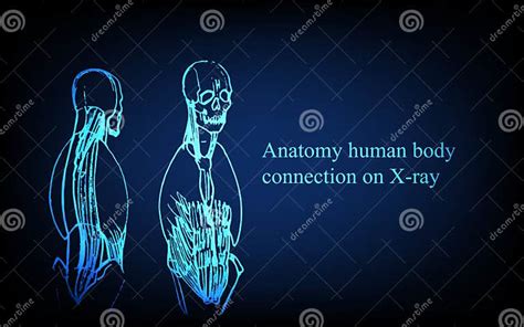 Human Anatomy In Front On X Ray View Anatomy Human Body Connection