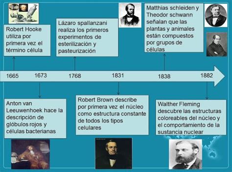 Linea De Tiempo De La Teoria Celular De 1665 Hasta 1850 Brainlylat