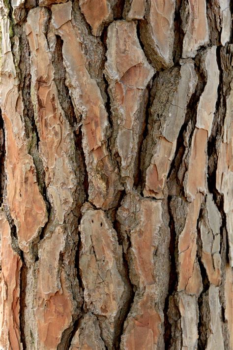 Tree Bark Textures