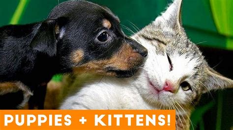 Ultimate Puppy And Kitten Cute Animal Compilation May 2018 Funny Pet