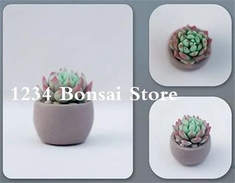 100 Pcs Real Mini Succulent Cactus Bonsa Rare Perennial Herb Plants