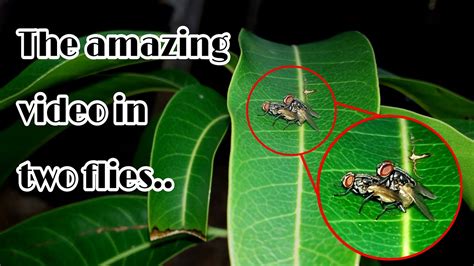 How To Sex Flies Amazing Video Sexual Reproduction Nature In The