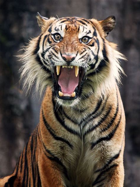 Except, in real life, they don't. 286 best images about Big Cats Say It With A Roar! on ...