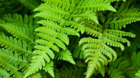 Fern Description Features Evolution And Taxonomy