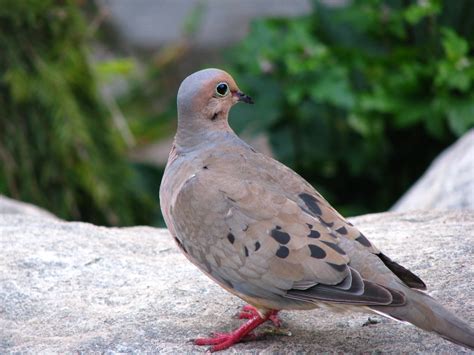 amateurnithologist: Christmas Special: Turtle Dove