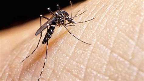 9 Consejos Eficaces Contra El Mosquito Tigre Informa T Mislata
