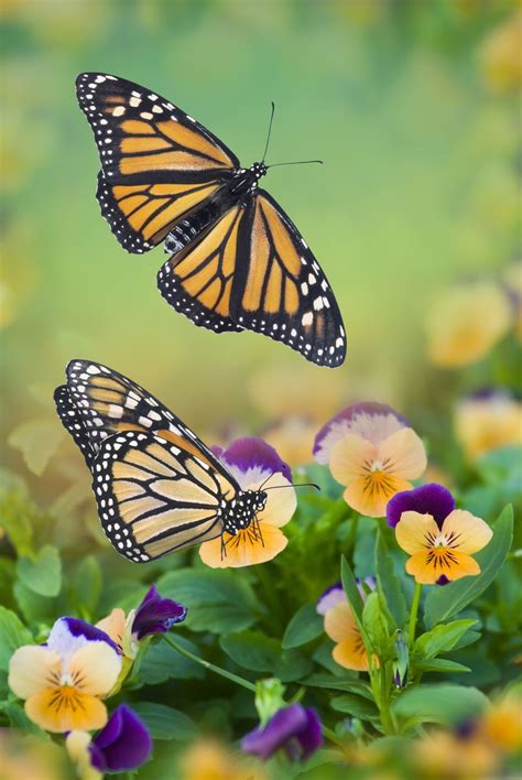 Two Monarch Butterfly Danaus Plexippus On Pansy Flowers Close Up