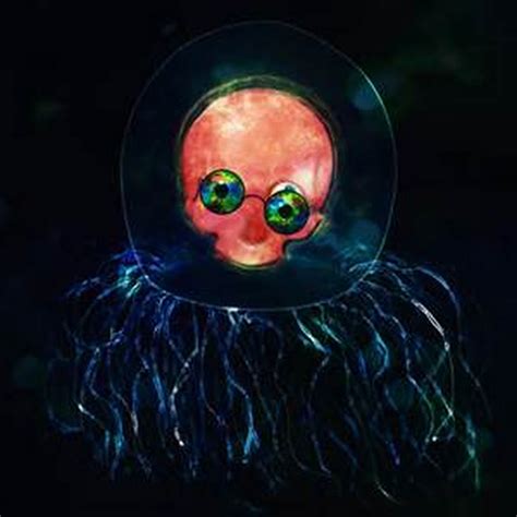 Immortal Jellyfish Youtube
